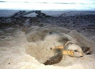 Turtle nesting