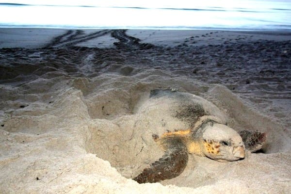 Turtle nesting